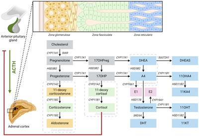 46,XX males with congenital adrenal hyperplasia: a clinical and biochemical description